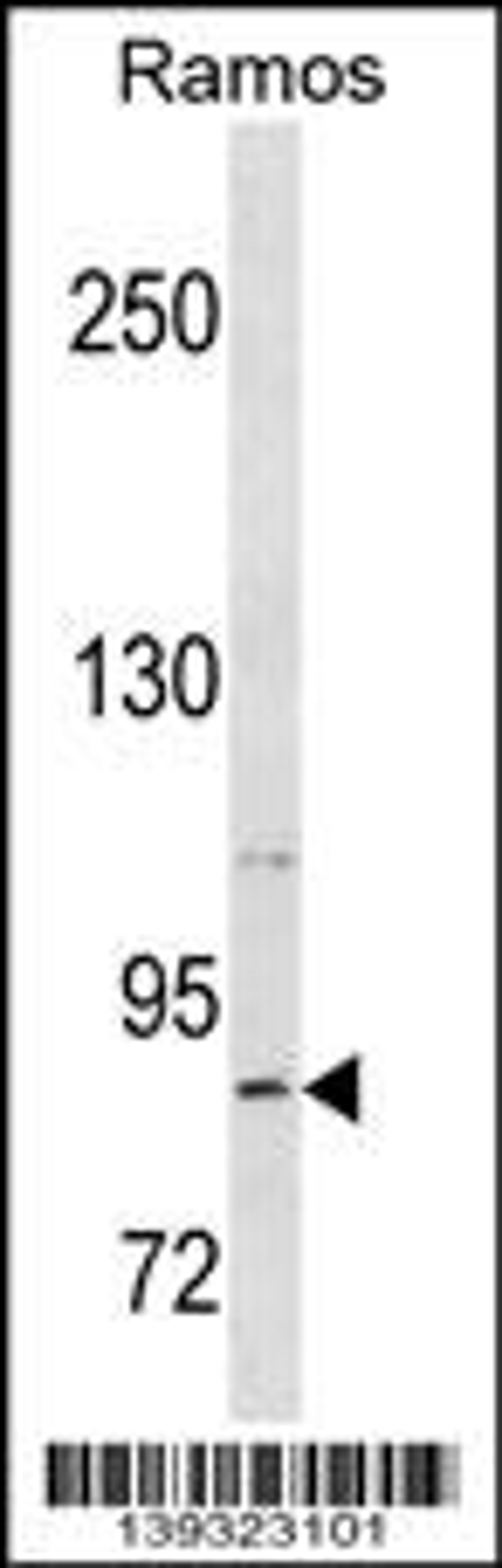 Western blot analysis in Ramos cell line lysates (35ug/lane).