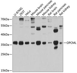 Western blot - OPCML antibody (A2778)