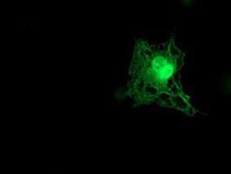 Immunocytochemistry/Immunofluorescence: Tropomodulin 1 Antibody (2C2) [NBP2-00955] - Staining of COS7 cells transiently transfected by pCMV6-ENTRY Tropomodulin 1.