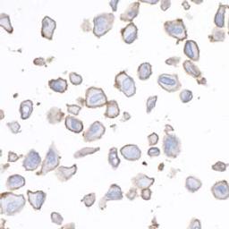 Detection of human B7-H3/CD276 by immunocytochemistry.