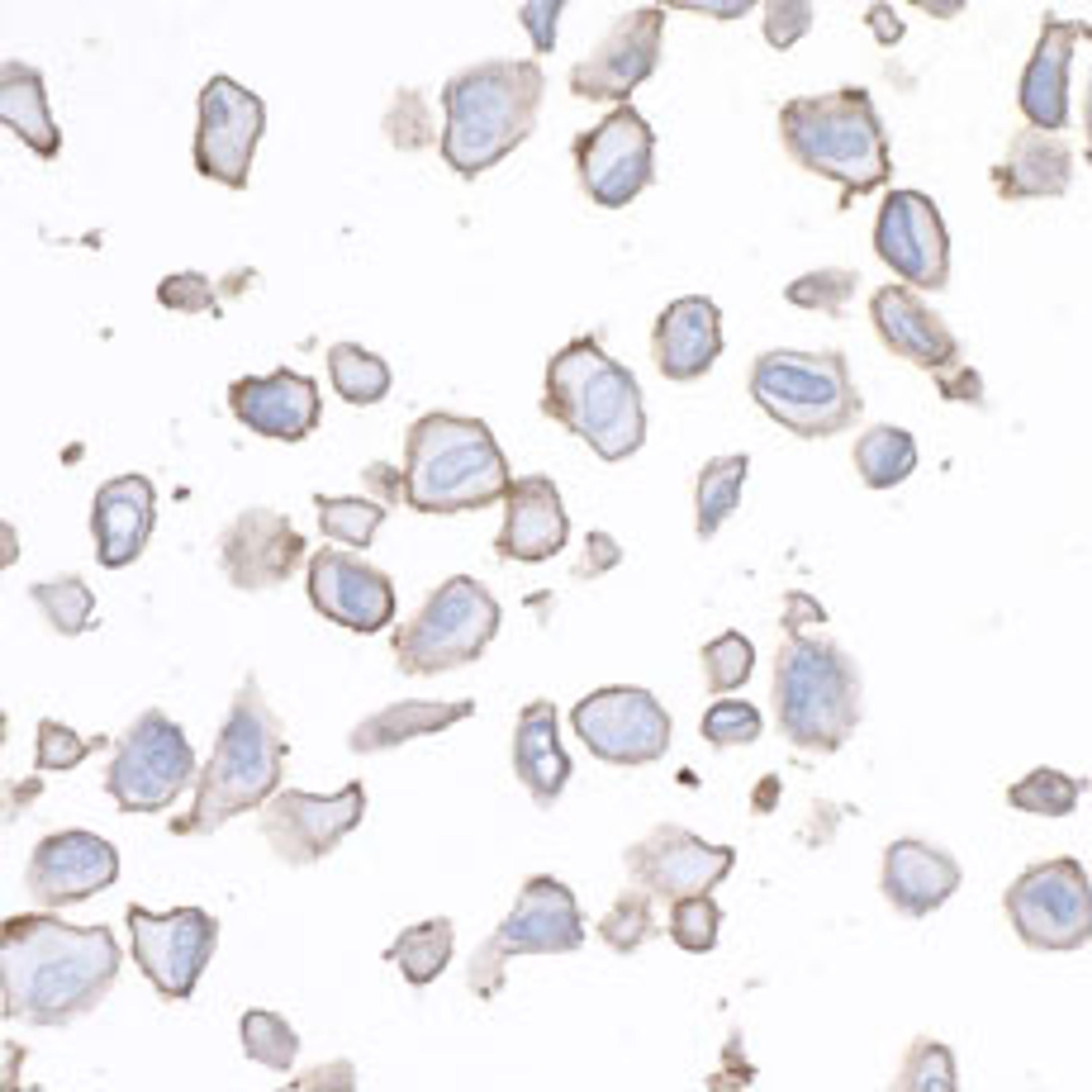 Detection of human B7-H3/CD276 by immunocytochemistry.