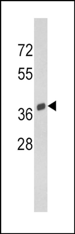 Western blot analysis of SPARC Antibody in Y79 cell line lysates (35ug/lane)