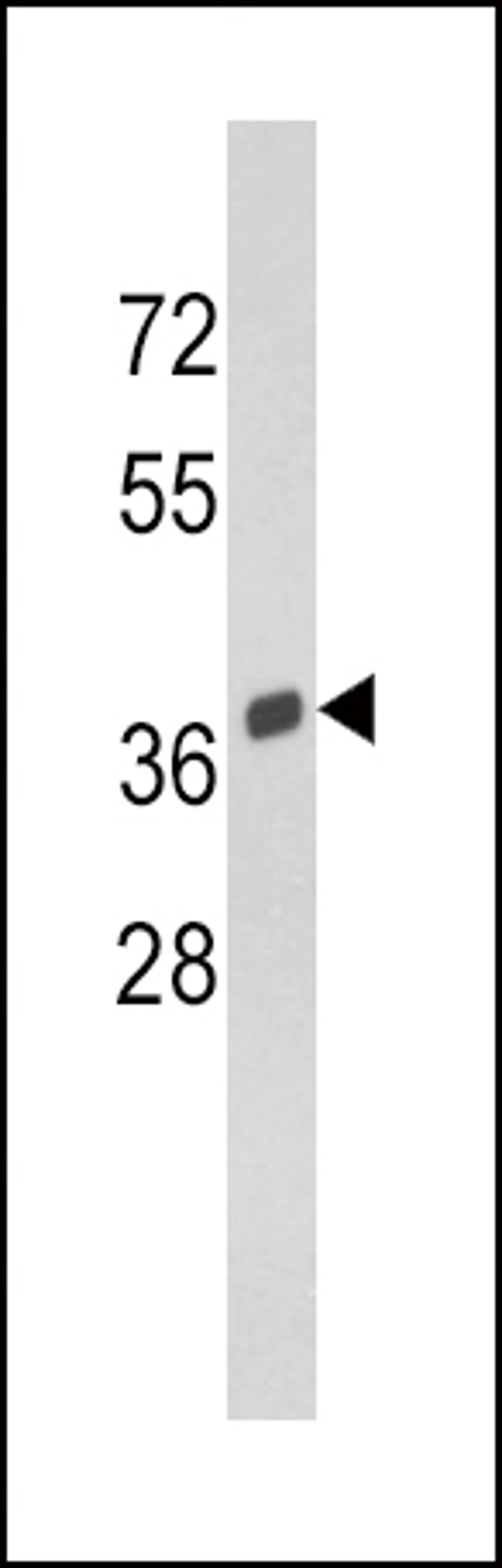 Western blot analysis of SPARC Antibody in Y79 cell line lysates (35ug/lane)