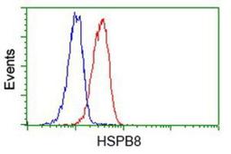 Flow Cytometry: Hsp22 Antibody (1E3) [NBP2-02576] - Analysis of Jurkat cells, using anti-Hsp22 antibody, (Red), compared to a nonspecific negative control antibody (Blue).