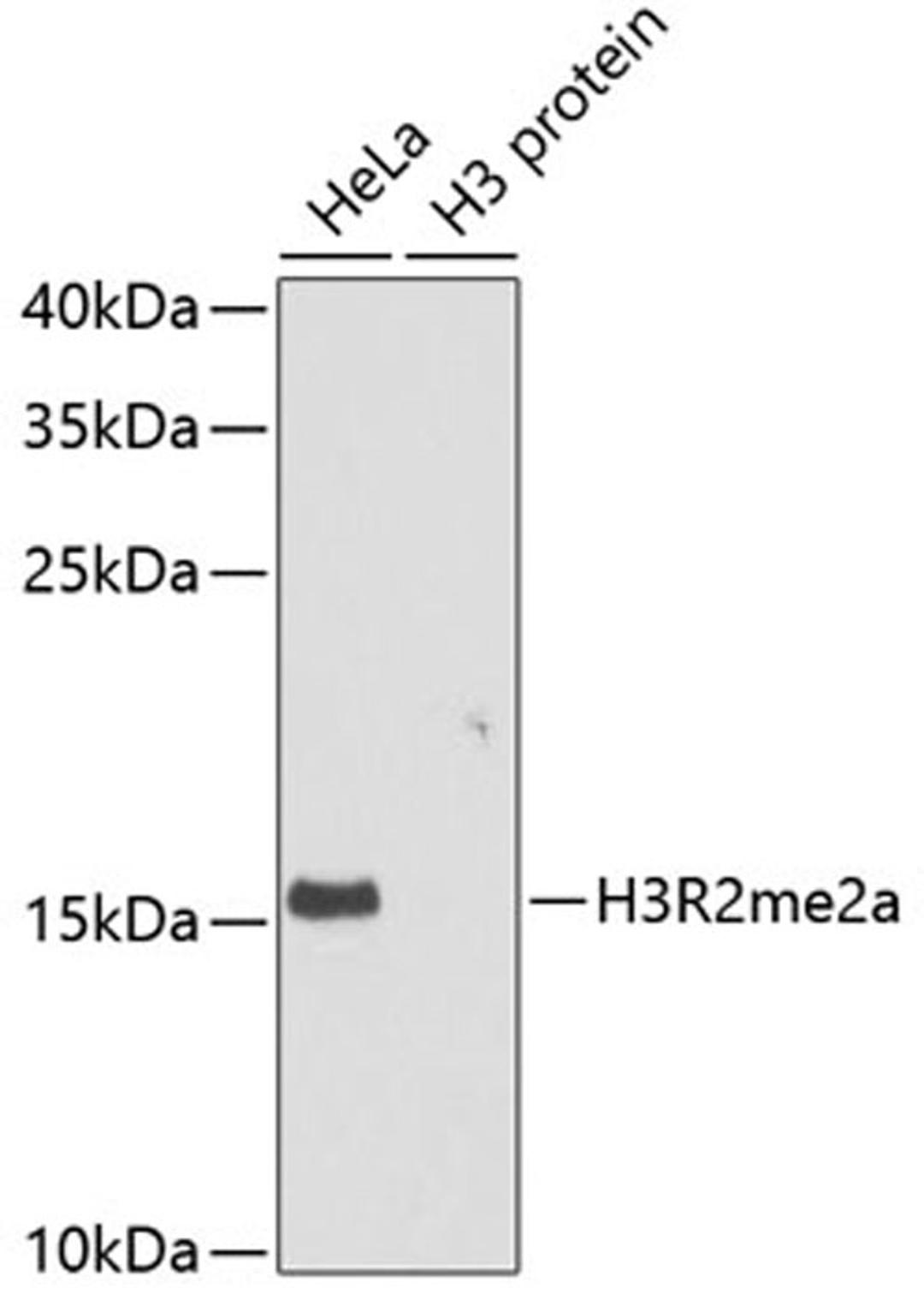 Western blot - Asymmetric DiMethyl-Histone H3-R2 antibody (A3155)