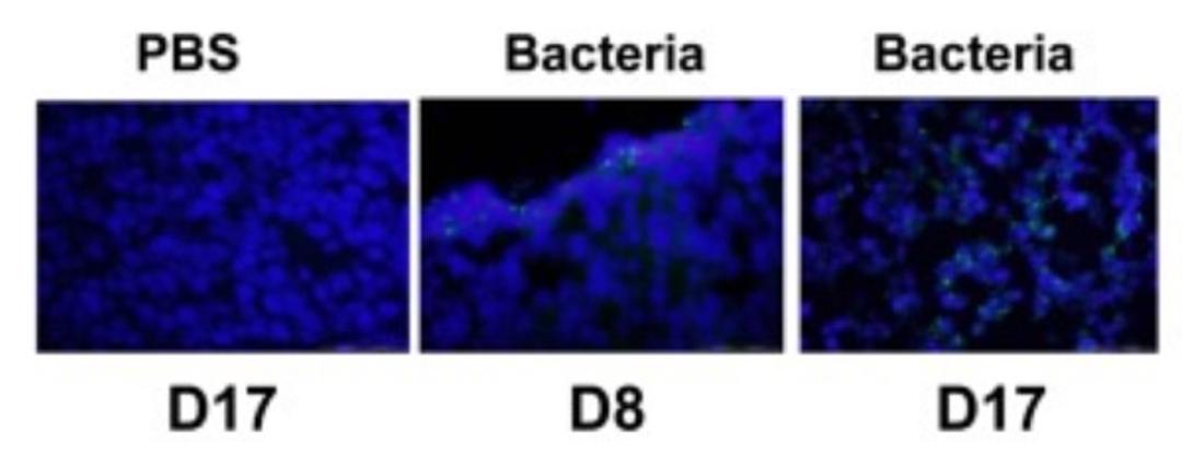 Immunocytochemistry/ Immunofluorescence - Anti-E. coli antibody (ab137967)