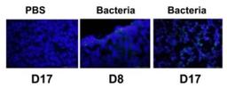 Immunocytochemistry/ Immunofluorescence - Anti-E. coli antibody (ab137967)