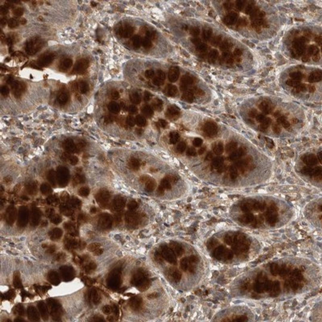 Immunohistochemistry-Paraffin: RBCK1 Antibody [NBP1-88301] - Staining of human small intestine shows strong cytoplasmic positivity in mucus containing glandular cells.