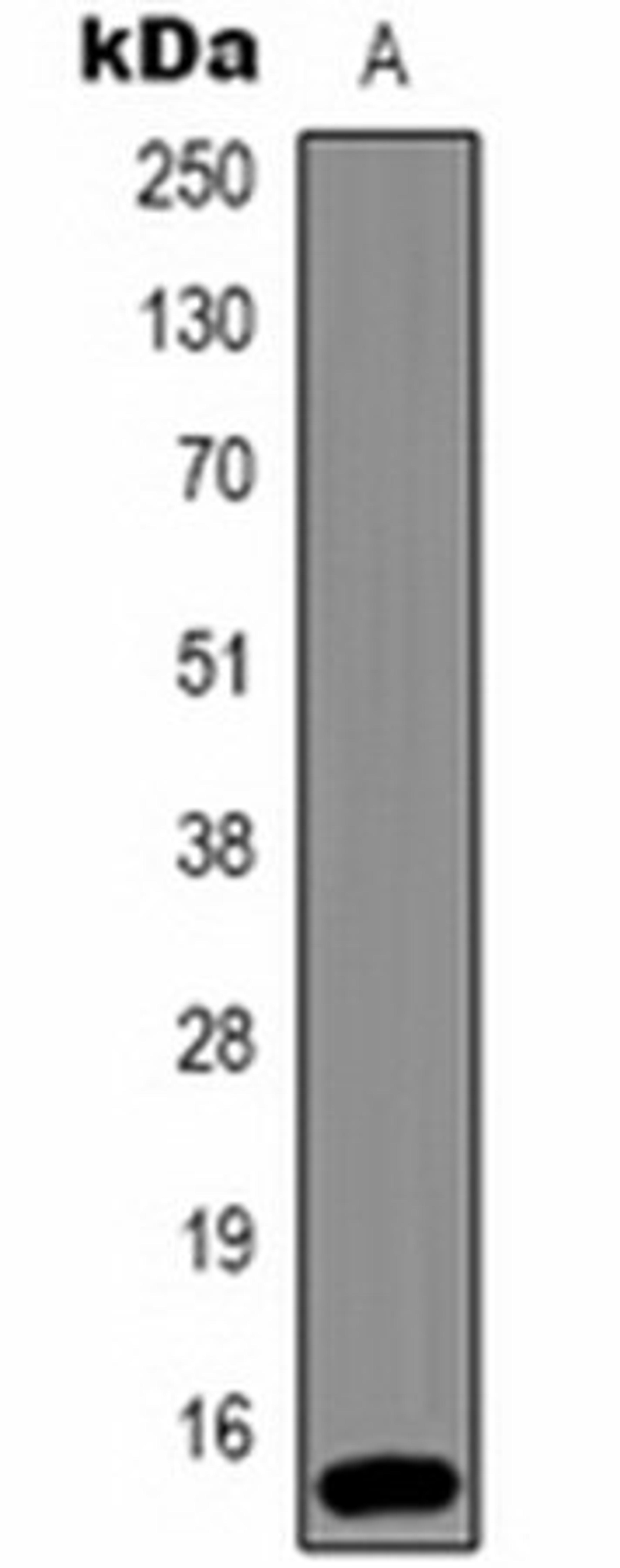 Western blot analysis of Hela (Lane 1) whole cell lysates using Histone H3 (TriMethyl K36) antibody