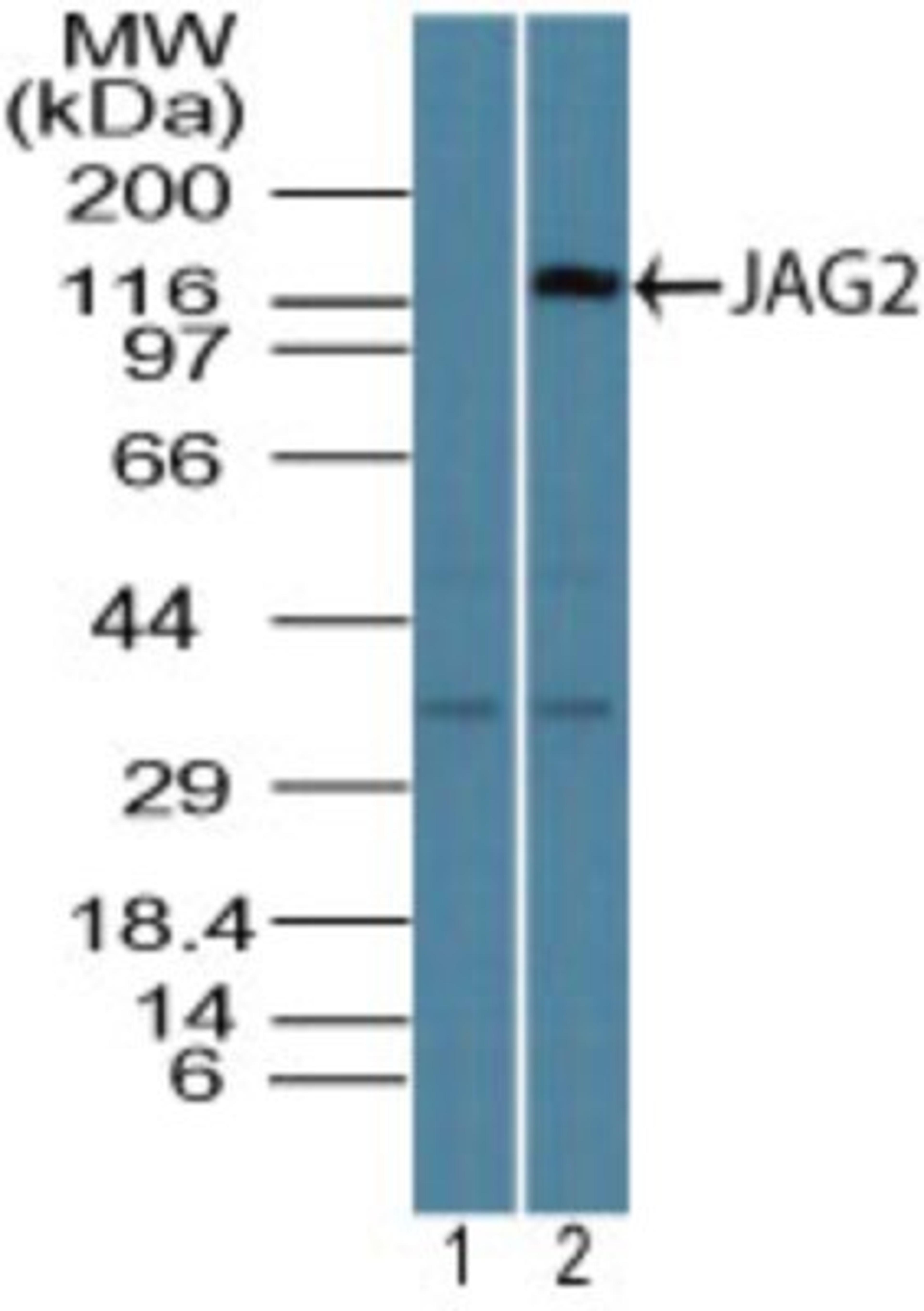 Western Blot: Jagged 2 Antibody [NBP2-27420] - Analysis of JAG2 in mouse thymus lysate using 1) prebleed at 1:5000 dilution and 2) this antibody. Goat anti-rabbit Ig HRP secondary antibody and PicoTect ECL substrate solution were used for this test.