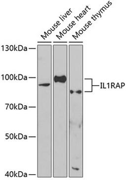 Western blot - IL1RAP antibody (A5349)