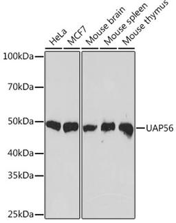 Western blot - UAP56 Rabbit mAb (A9749)