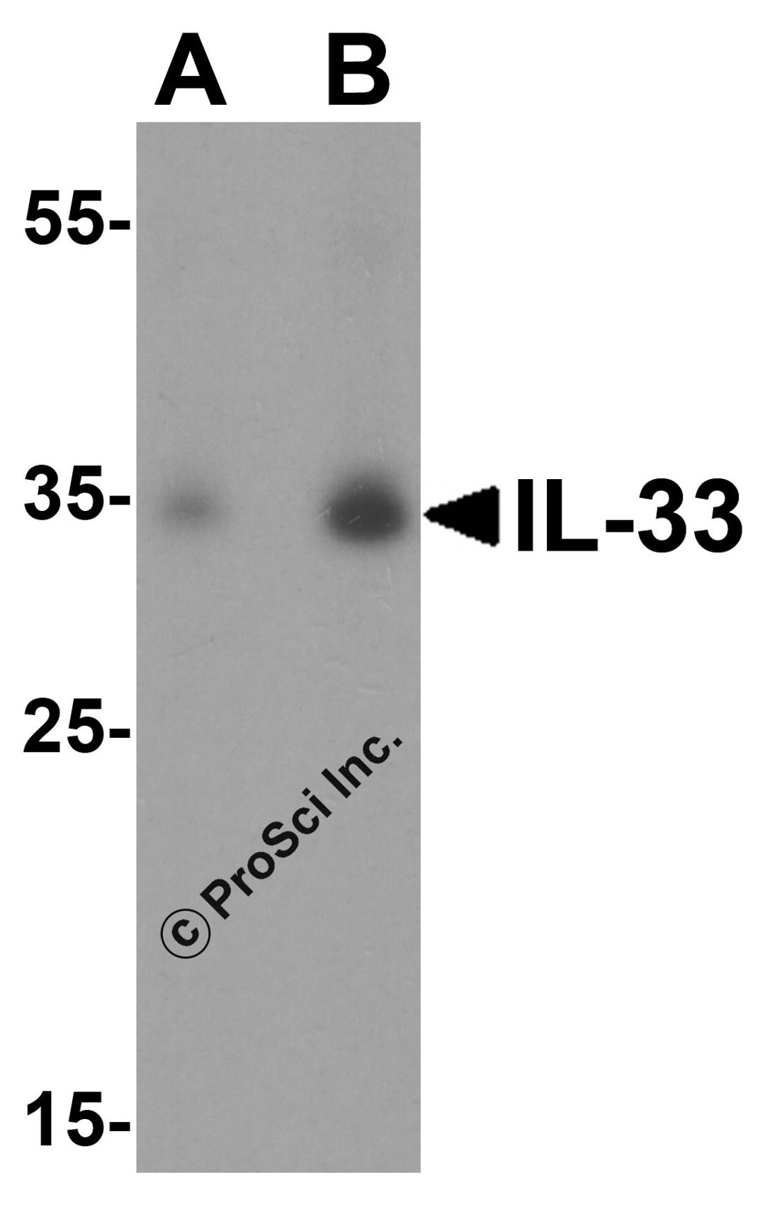 Western blot analysis of IL-33 in A-20 cell lysate with IL-33 antibody at (A) 1 and (B) 2 &#956;g/mL.