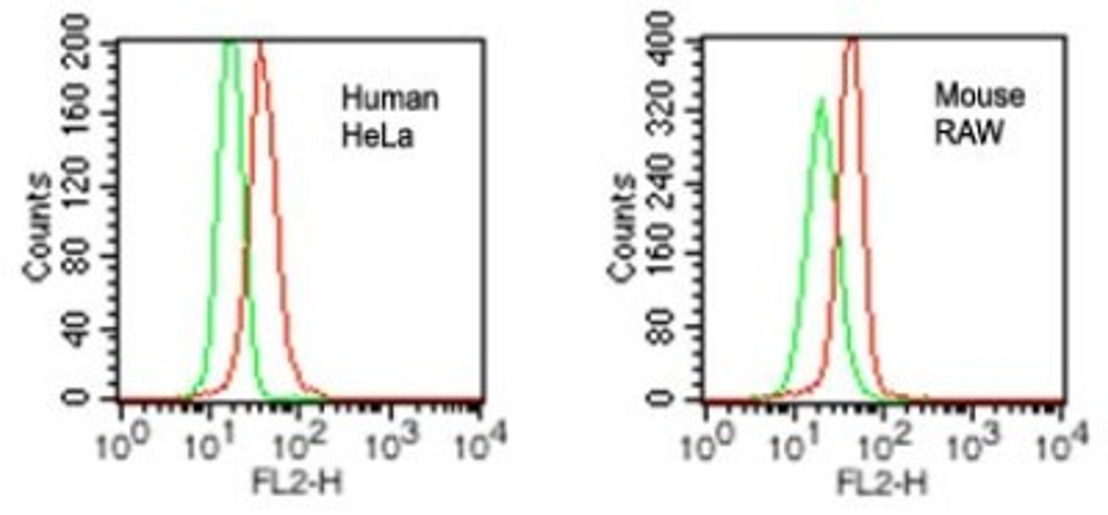 Flow Cytometry: VprBP Antibody [NBP2-27203] - Intracellular analysis of VPRBP in human HeLa and mouse RAW cells using VPRBP antibody at 0.2 ug/10^6 cells. Red represents cells with VPRBP antibody, green represents isotype control antibody.