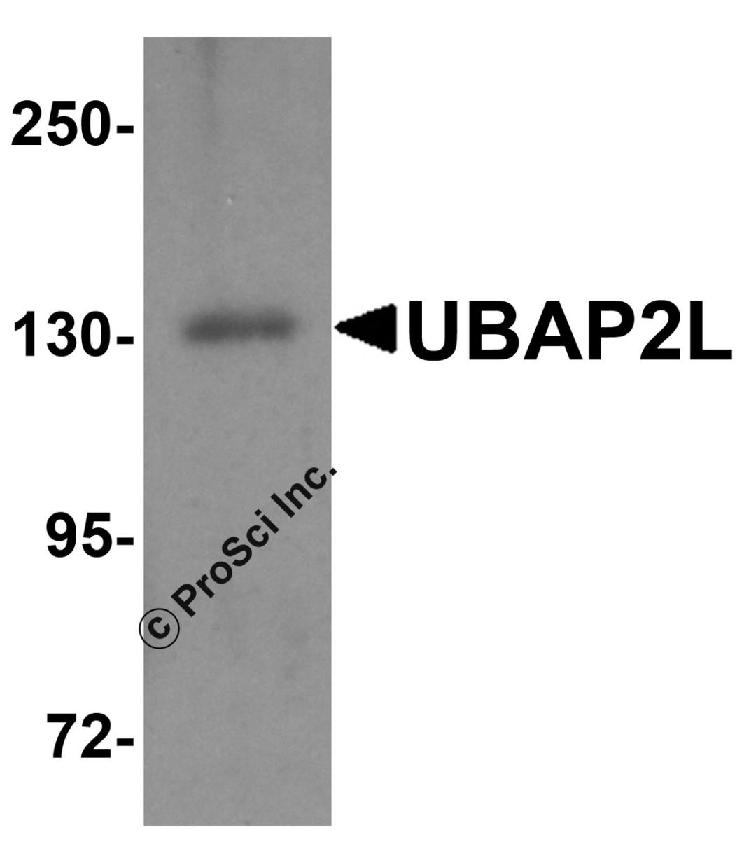 Western blot analysis of UBAP2L in HeLa cell lysate with UBAP2L antibody at 1 μg/ml.