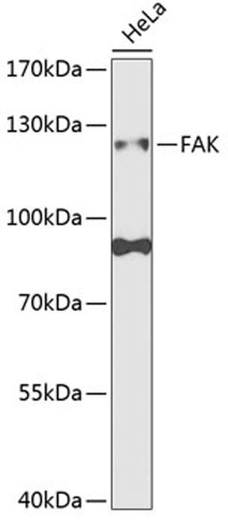 Western blot - FAK antibody (A2114)