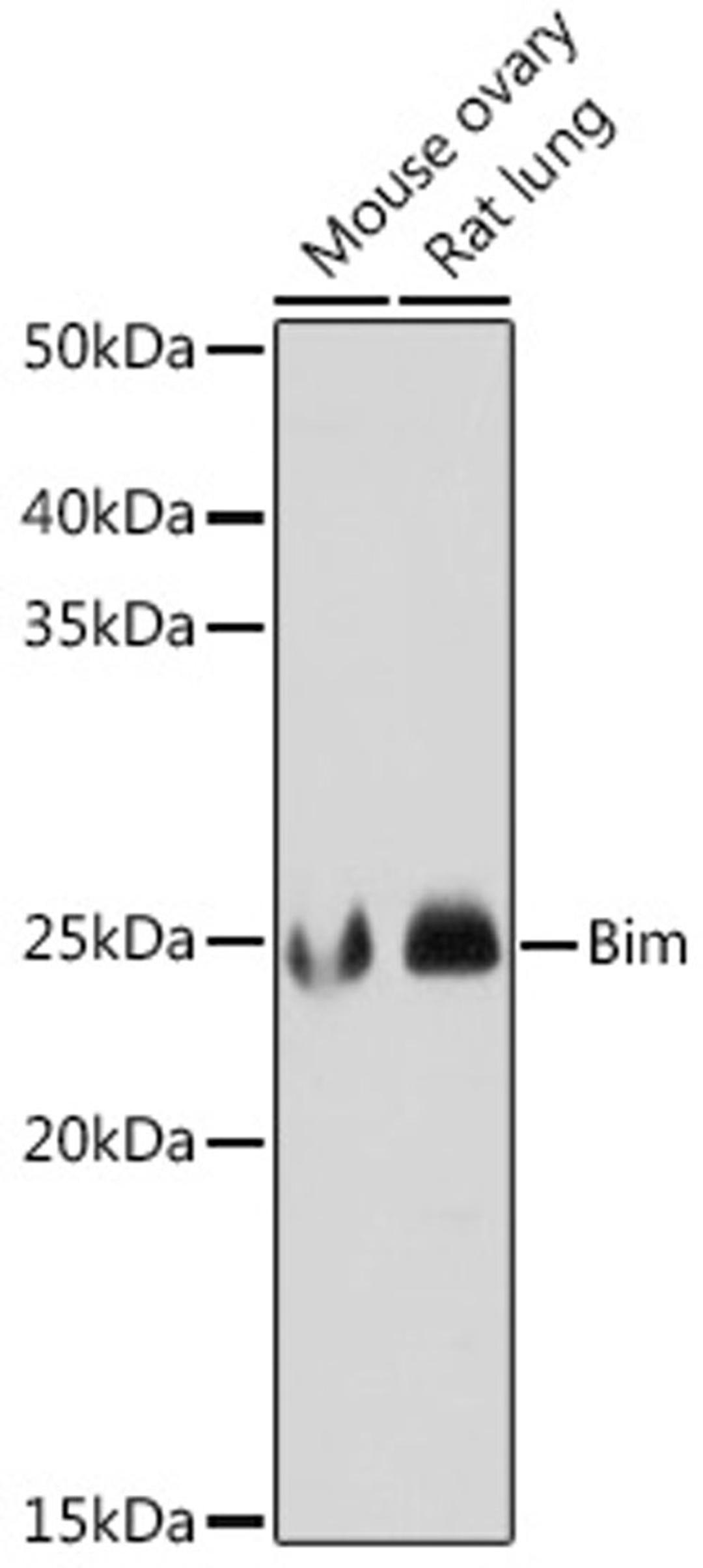 Western blot - Bim antibody (A19702)