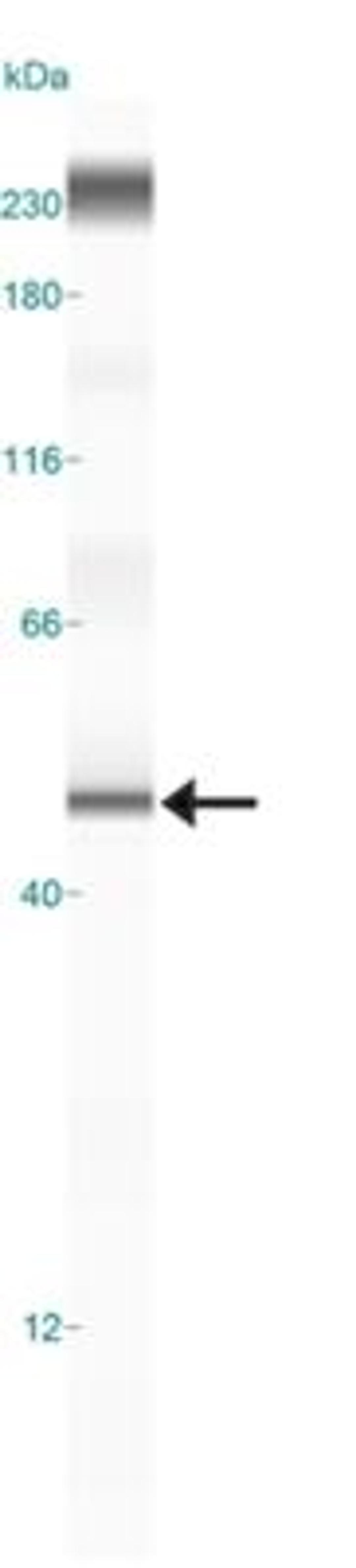 Simple Western: Beclin 2 Antibody [NB110-60984] - Simple Western lane view shows a specific band for Beclin 2 in 0.5 mg/ml of HeLa lysate.  This experiment was performed under reducing conditions using the 12-230 kDa separation system.