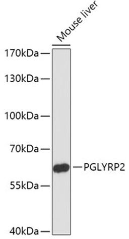 Western blot - PGLYRP2 antibody (A17814)