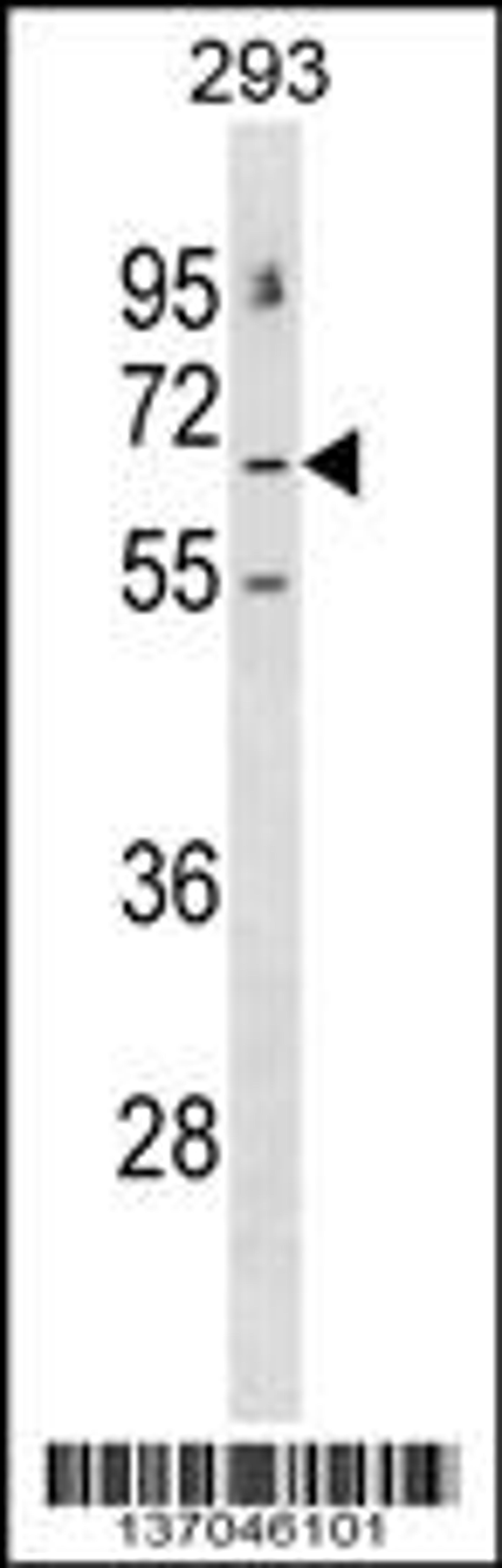 Western blot analysis in 293 cell line lysates (35ug/lane).