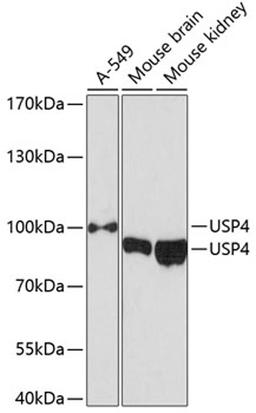 Western blot - USP4 antibody (A12242)