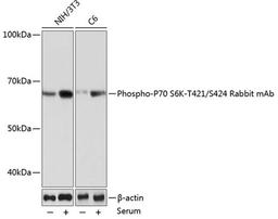 Western blot - Phospho-P70 S6K-T421/S424 Rabbit mAb (AP0502)