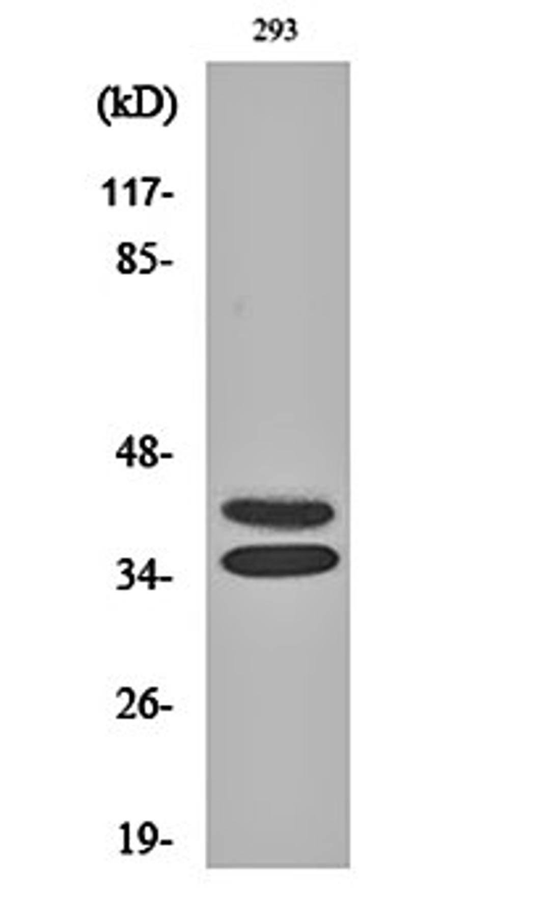 Western blot analysis of 293 cell lysates using Pax-2 antibody