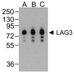 Western blot analysis of LAG-3 in over expressing HEK293 cells using LAG-3 antibody at (A) 0.25 (B) 0.5 and (C) 1 &#956;g/ml. 