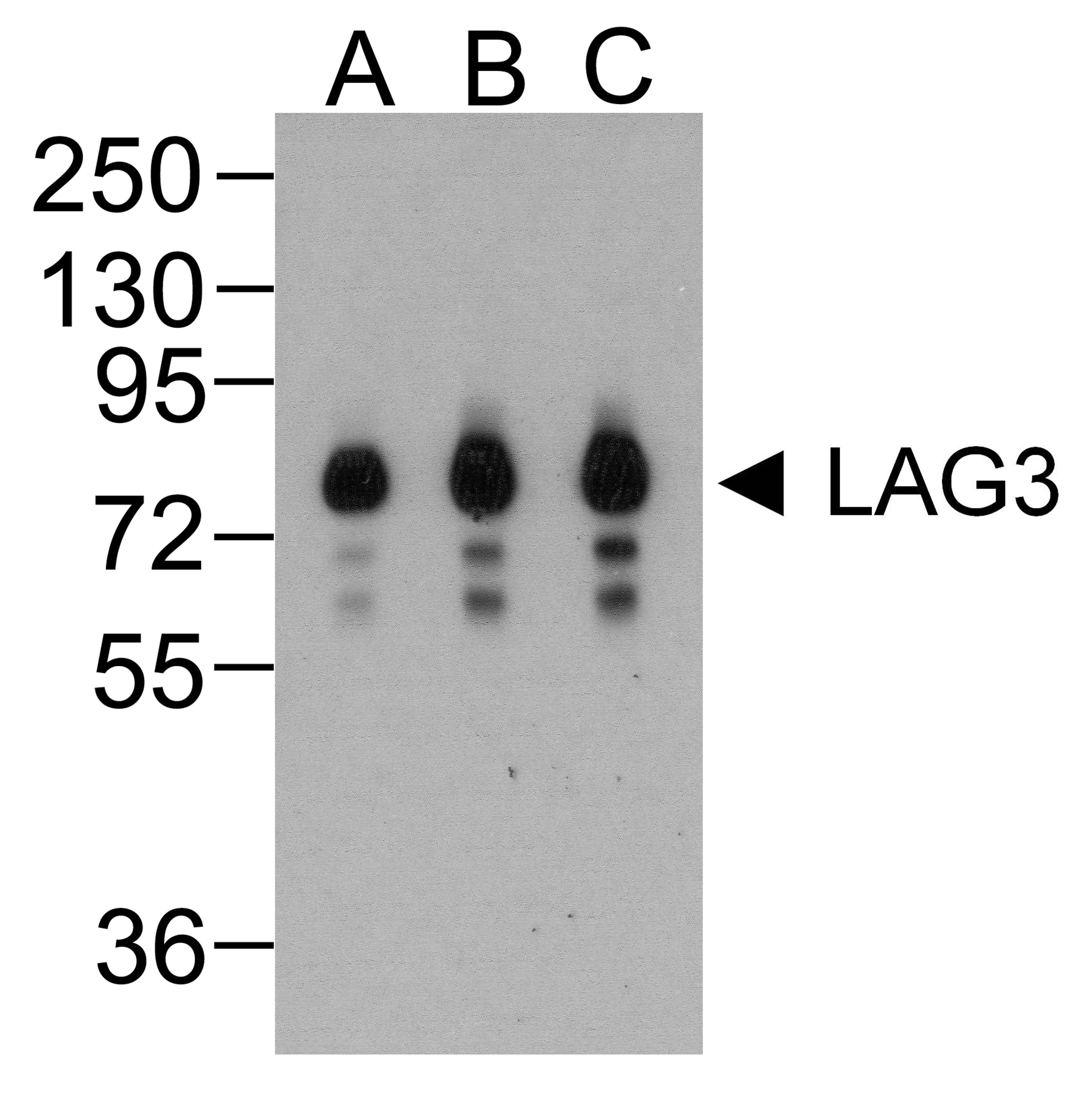 Western blot analysis of LAG-3 in over expressing HEK293 cells using LAG-3 antibody at (A) 0.25 (B) 0.5 and (C) 1 &#956;g/ml. 