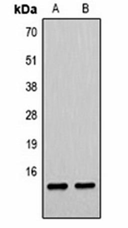 Western blot analysis of  Hela (Lane1), NIH3T3 (Lane2) whole cell lysates using Histone H4 (MonoMethyl K79) antibody