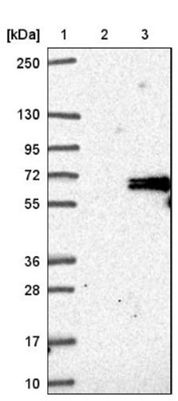 Western Blot: ADCK5 Antibody [NBP1-83500] - Lane 1: Marker [kDa] 250, 130, 95, 72, 55, 36, 28, 17, 10<br/>Lane 2: Negative control (vector only transfected HEK293T lysate)<br/>Lane 3: Over-expression lysate (Co-expressed with a C-terminal myc-DDK tag (~3.1 kDa) in mammalian HEK293T cells, LY406404)