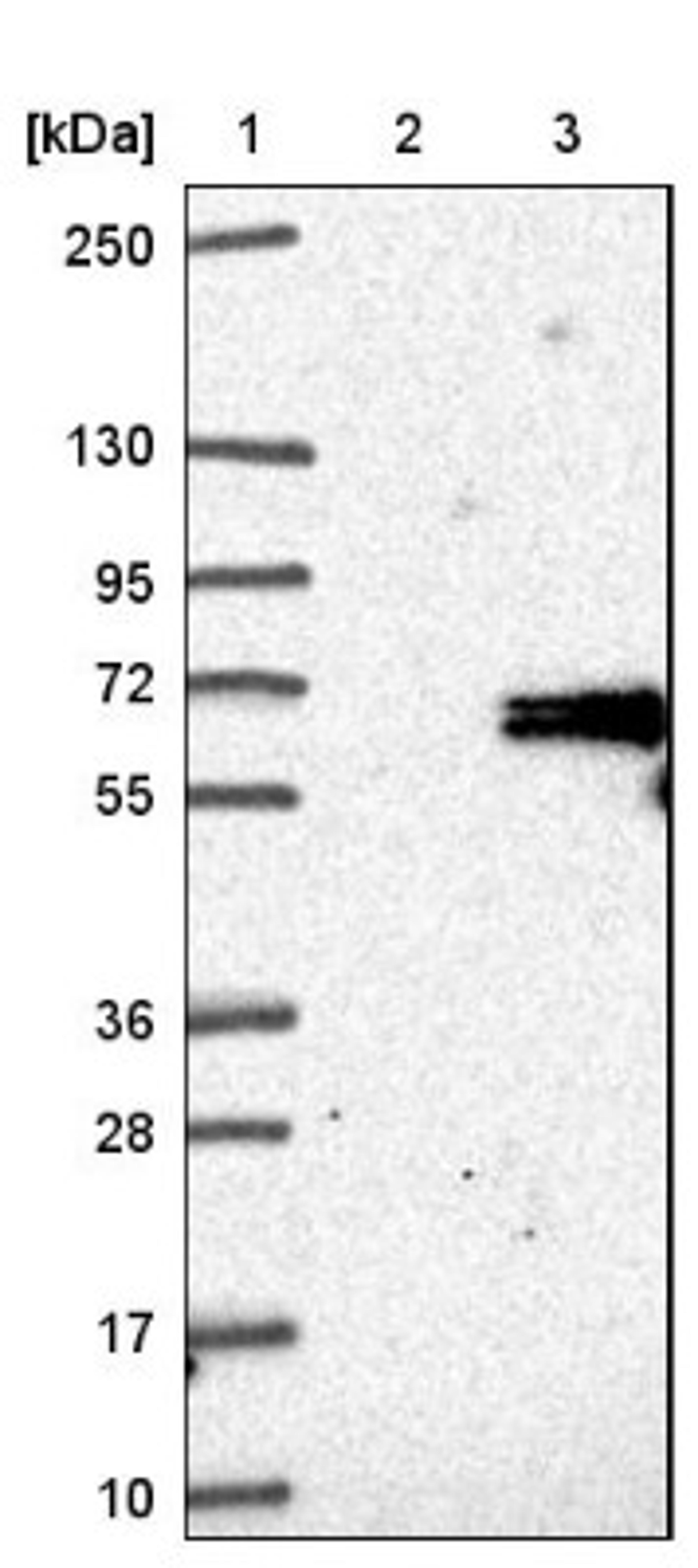 Western Blot: ADCK5 Antibody [NBP1-83500] - Lane 1: Marker [kDa] 250, 130, 95, 72, 55, 36, 28, 17, 10<br/>Lane 2: Negative control (vector only transfected HEK293T lysate)<br/>Lane 3: Over-expression lysate (Co-expressed with a C-terminal myc-DDK tag (~3.1 kDa) in mammalian HEK293T cells, LY406404)