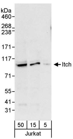 Detection of human Itch by WB.