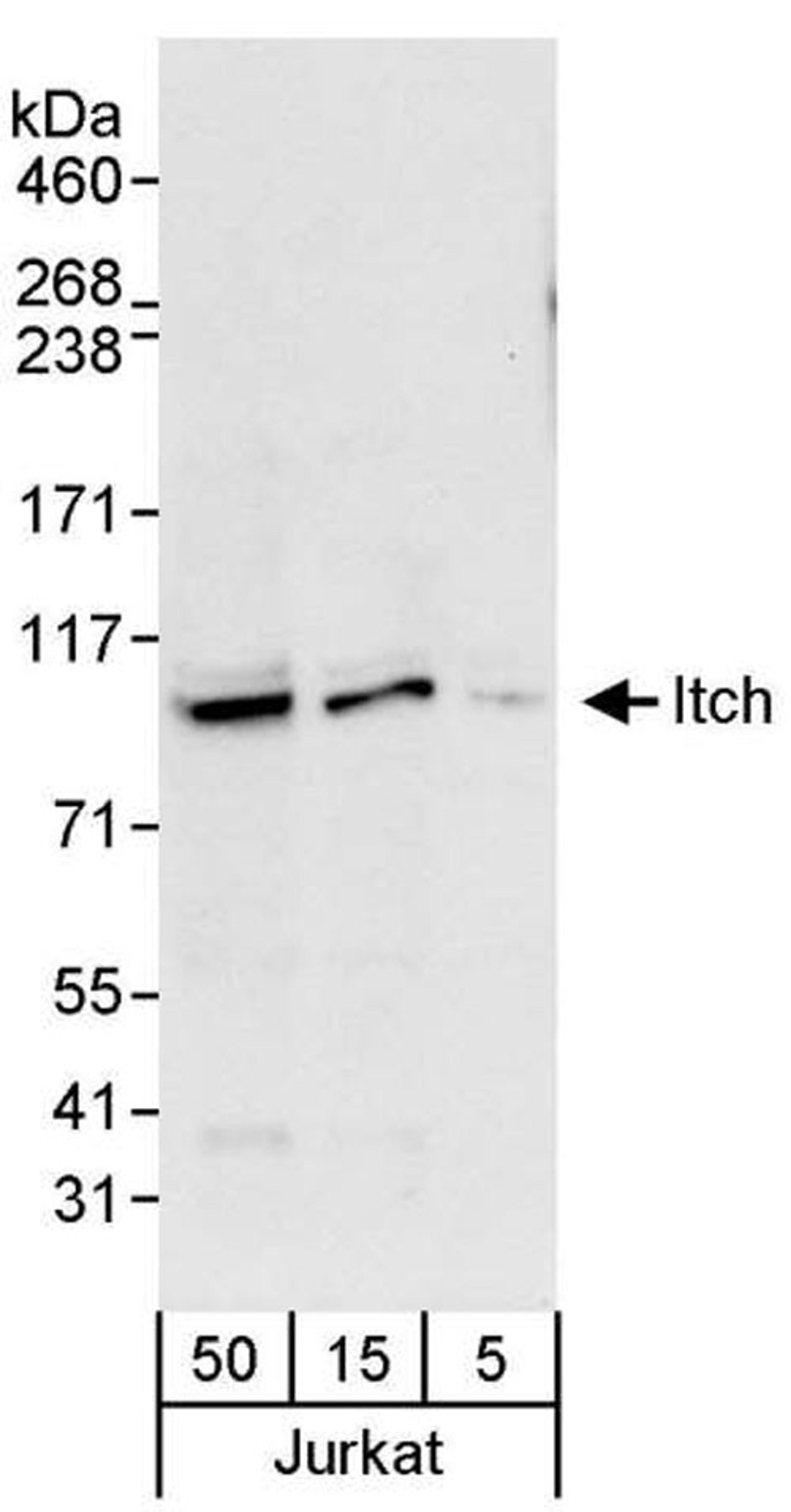 Detection of human Itch by WB.