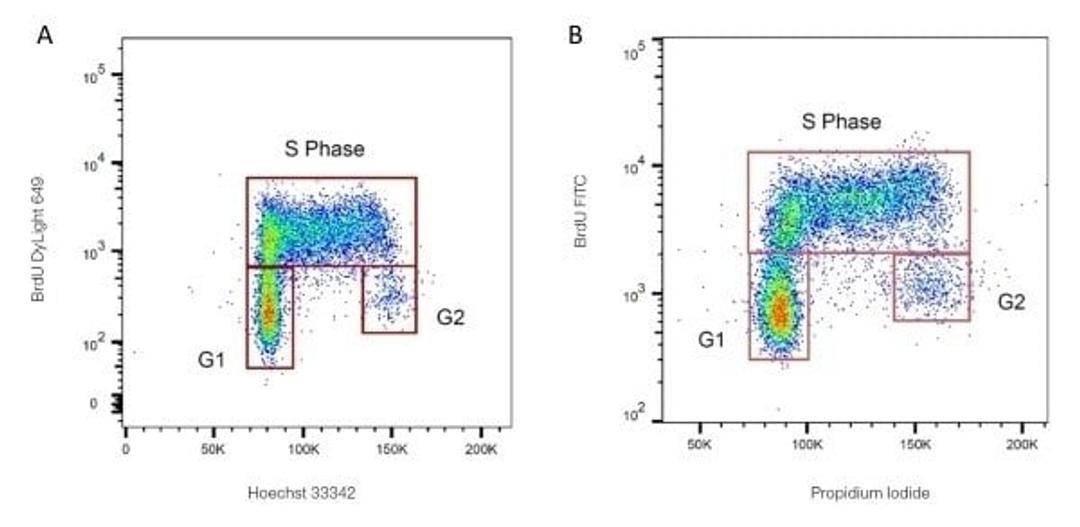 A. BrdU-labeled human lymphoma cells were stained with Mouse anti BrdU antibody.