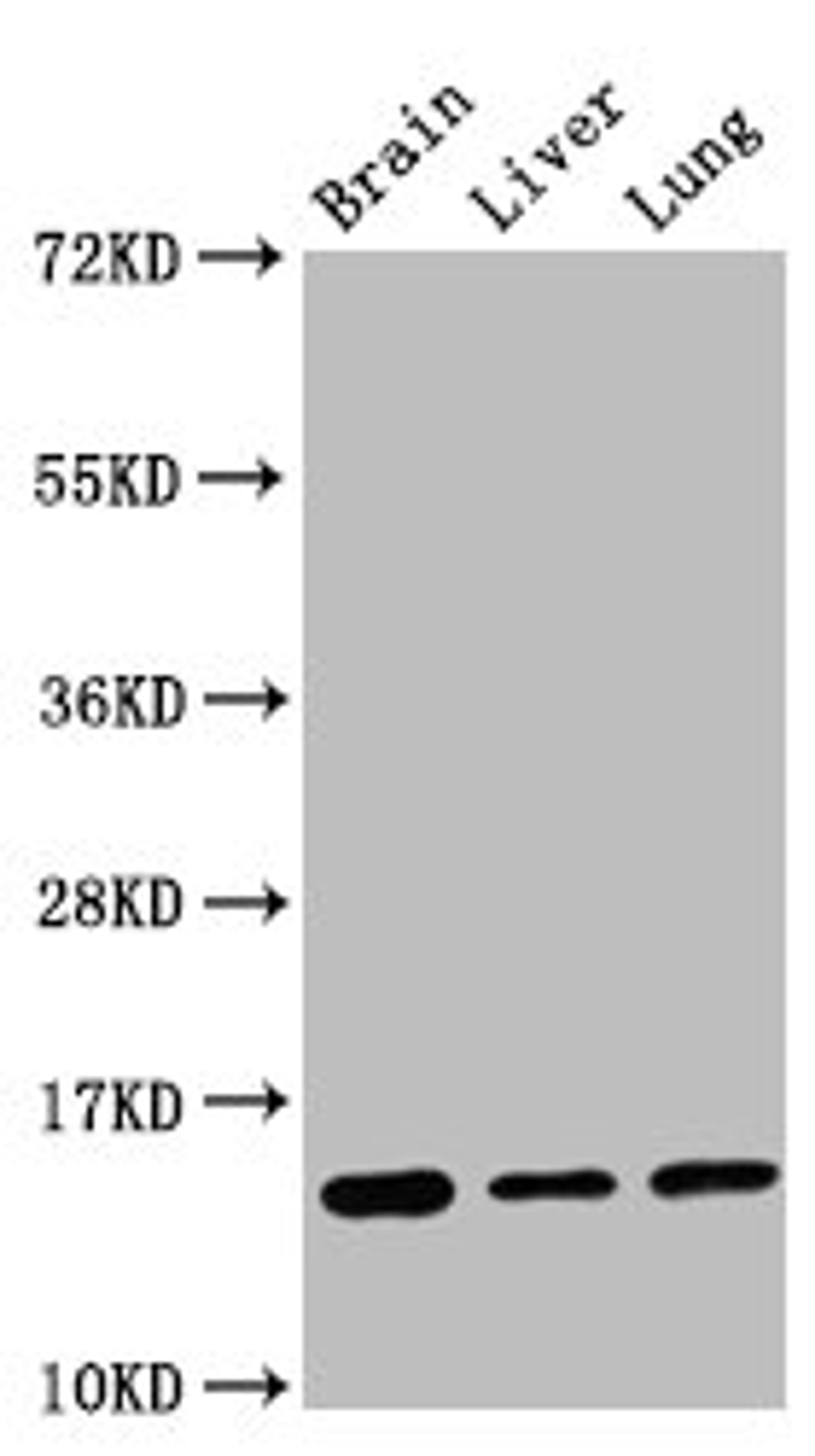 Western Blot. Positive WB detected in: Mouse brain tissue, Rat liver tissue, Rat lung tissue. All lanes: Histone H2B type 1-K antibody at 0.16μg/ml. Secondary. Goat polyclonal to rabbit IgG at 1/50000 dilution. Predicted band size: 14 KDa. Observed band size: 14 KDa. 