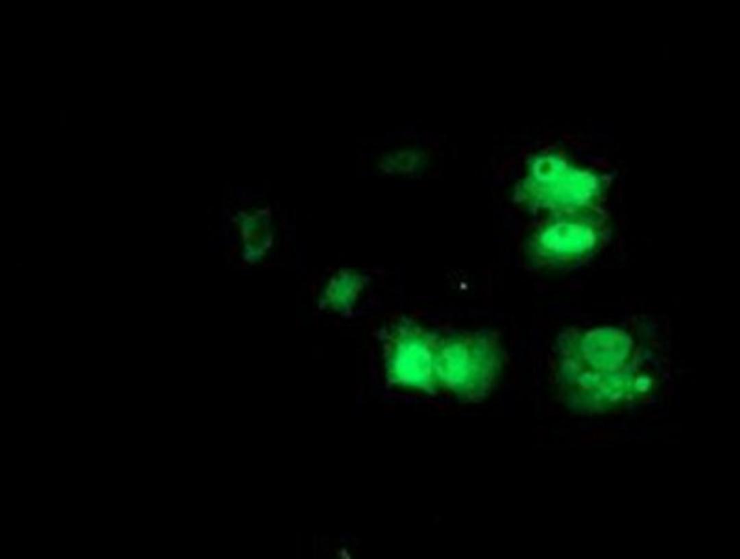 Immunocytochemistry/Immunofluorescence: PRMT2 Antibody (3A3) [NBP2-01291] Staining of COS7 cells transiently transfected by pCMV6-ENTRY PRMT2.