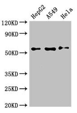 Western Blot. Positive WB detected in: HepG2 whole cell lysate, A549 whole cell lysate, Hela whole cell lysate. All lanes: NECTIN2 antibody at 3ug/ml. Secondary. Goat polyclonal to rabbit IgG at 1/50000 dilution. Predicted band size: 58, 52 kDa. Observed band size: 58 kDa.