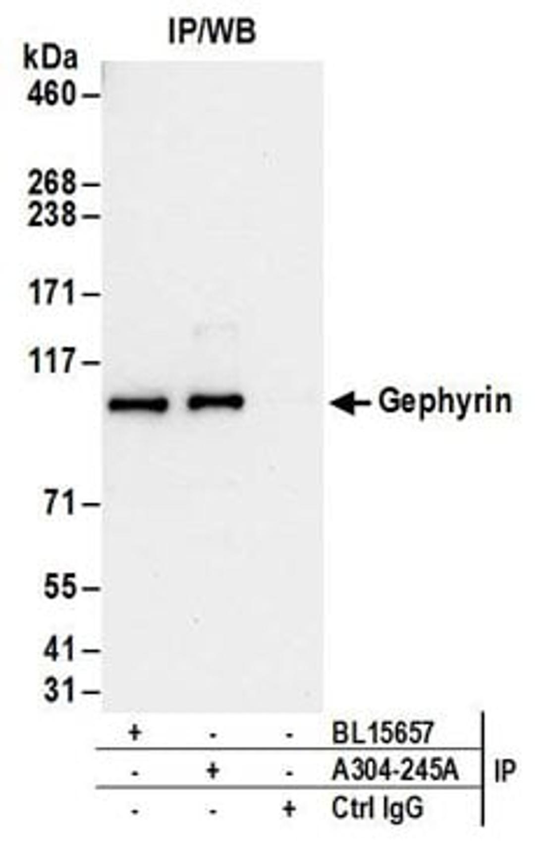 Detection of human Gephyrin by western blot of immunoprecipitates.