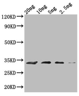 Western Blot. Positive WB detected in Recombinant protein. All lanes: MIC60 antibody at 1:2000. Secondary. Goat polyclonal to rabbit IgG at 1/50000 dilution. Predicted band size: 28.7 kDa. Observed band size: 30 kDa. 
