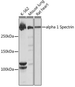 Western blot - alpha 1 Spectrin Rabbit mAb (A9597)