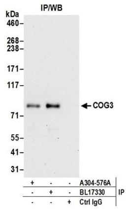 Detection of human COG3 by western blot of immunoprecipitates.