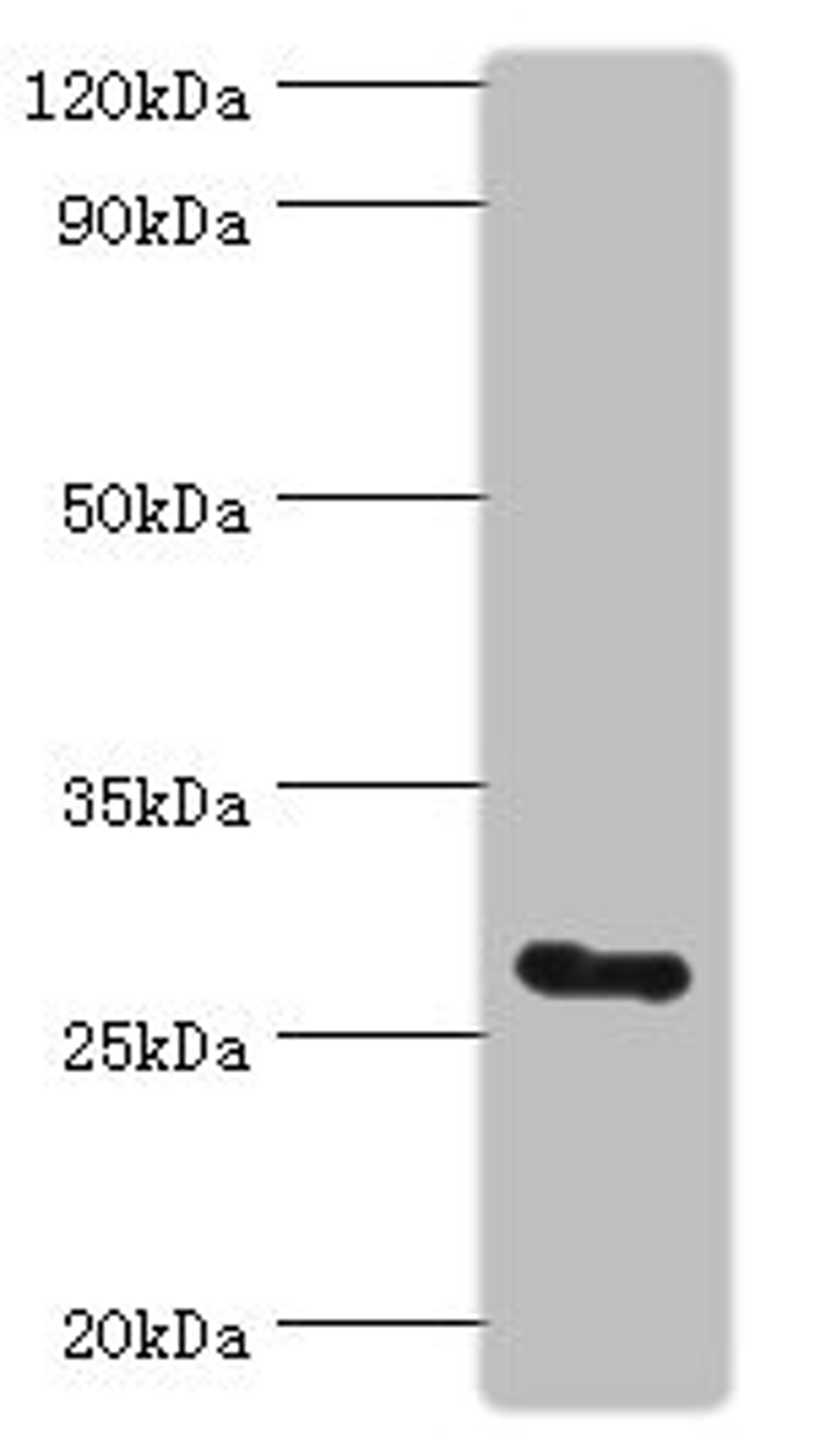 Western blot. All lanes: C14orf166 antibody at 6ug/ml + Mouse lung tissue. Secondary. Goat polyclonal to rabbit IgG at 1/10000 dilution. Predicted band size: 28 kDa. Observed band size: 28 kDa.