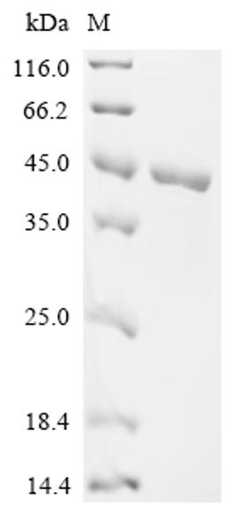 (Tris-Glycine gel) Discontinuous SDS-PAGE (reduced) with 5% enrichment gel and 15% separation gel.