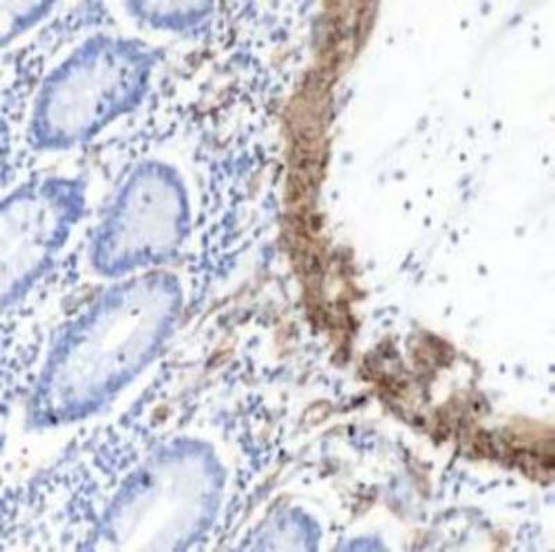 Immunohistochemistry-Paraffin: alpha-Smooth Muscle Actin Antibody [NB600-531] - Human small intestine stained with anti-alpha-smooth muscle Actin antibody.