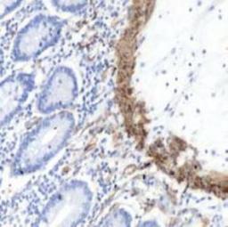 Immunohistochemistry-Paraffin: alpha-Smooth Muscle Actin Antibody [NB600-531] - Human small intestine stained with anti-alpha-smooth muscle Actin antibody.