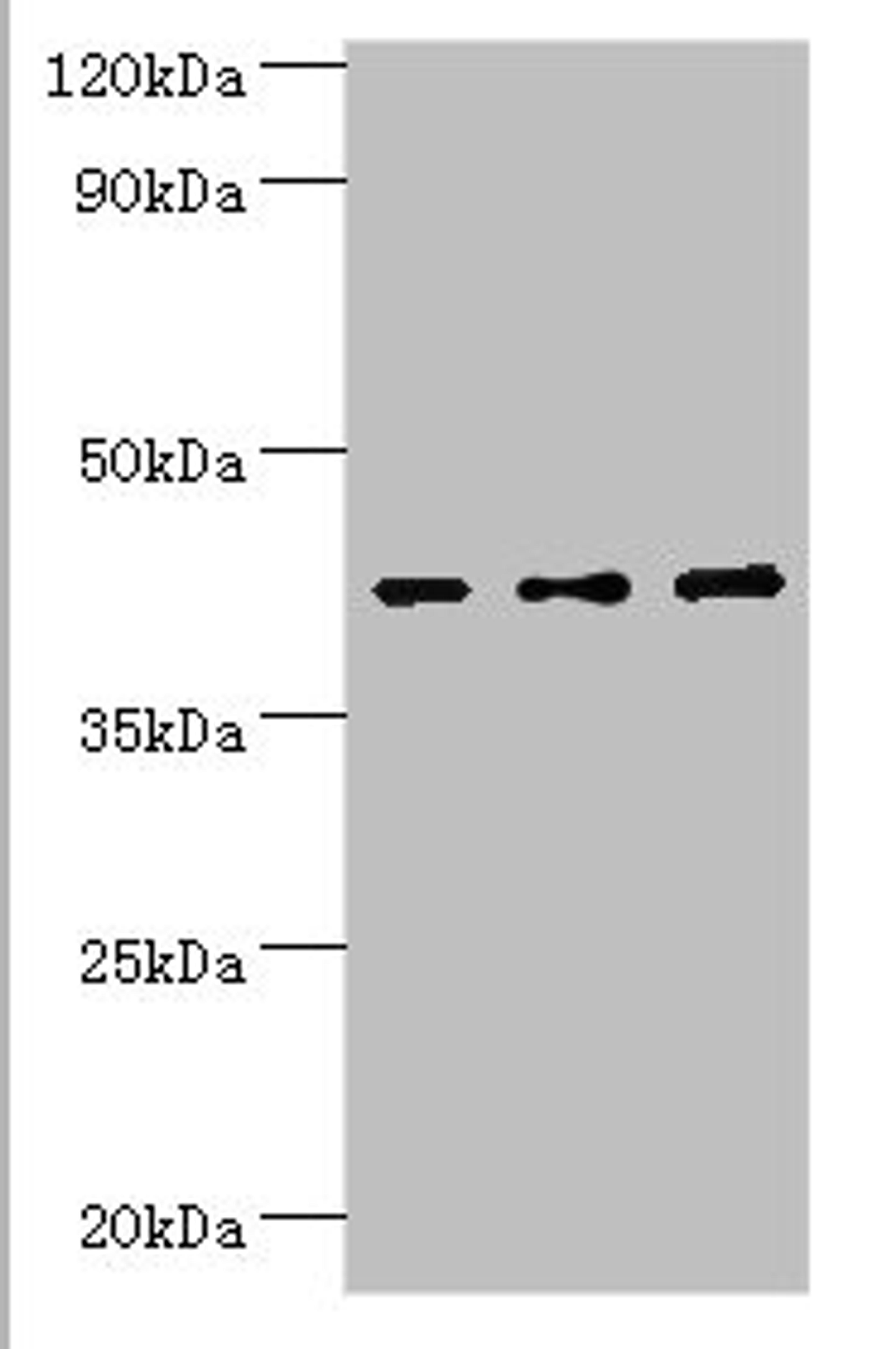 Western blot. All lanes: Leukocyte elastase inhibitor antibody at 4ug/ml. Lane 1: MCF-7 whole cell lysate. Lane 2: Hela whole cell lysate. Lane 3: HepG2 whole cell lysate. Secondary. Goat polyclonal to rabbit IgG at 1/10000 dilution. Predicted band size: 43, 27 kDa. Observed band size: 43 kDa. 