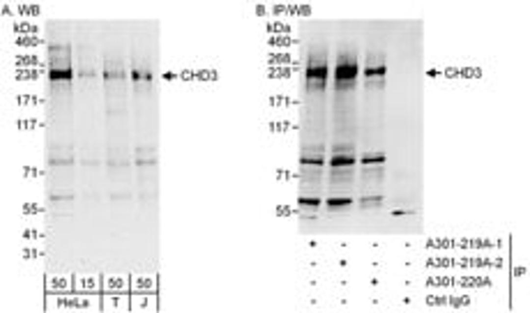 Detection of human CHD3 by western blot and immunoprecipitation.