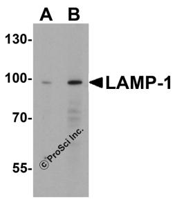 Western blot analysis of LAMP-1 in EL4 cell lysate with LAMP-1 antibody at (A) 1 and (B) 2 μg/mL.