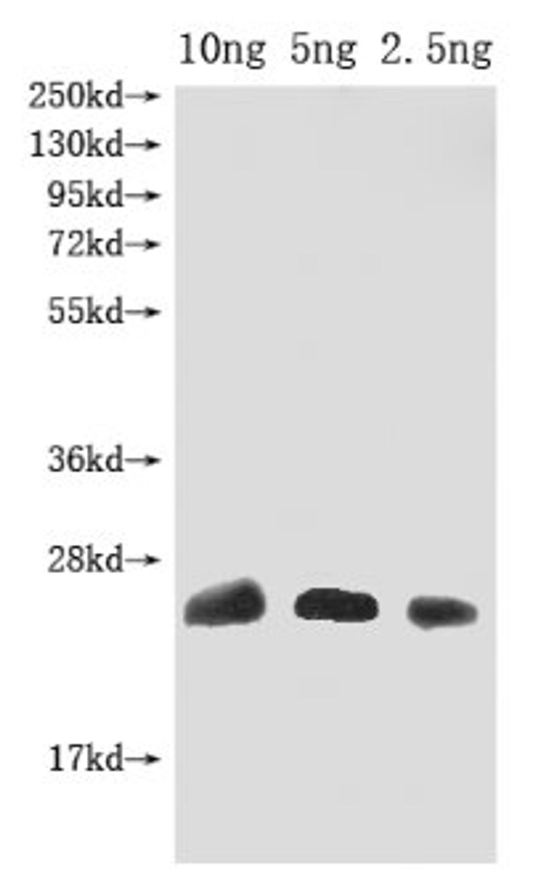 Western Blot. Positive WB detected in Recombinant protein. All lanes: Omega-hexatoxin-Hv1a antibody at 1:2000. Secondary. Goat polyclonal to rabbit IgG at 1/50000 dilution. Predicted band size: 25 kDa. Observed band size: 25 kDa. 